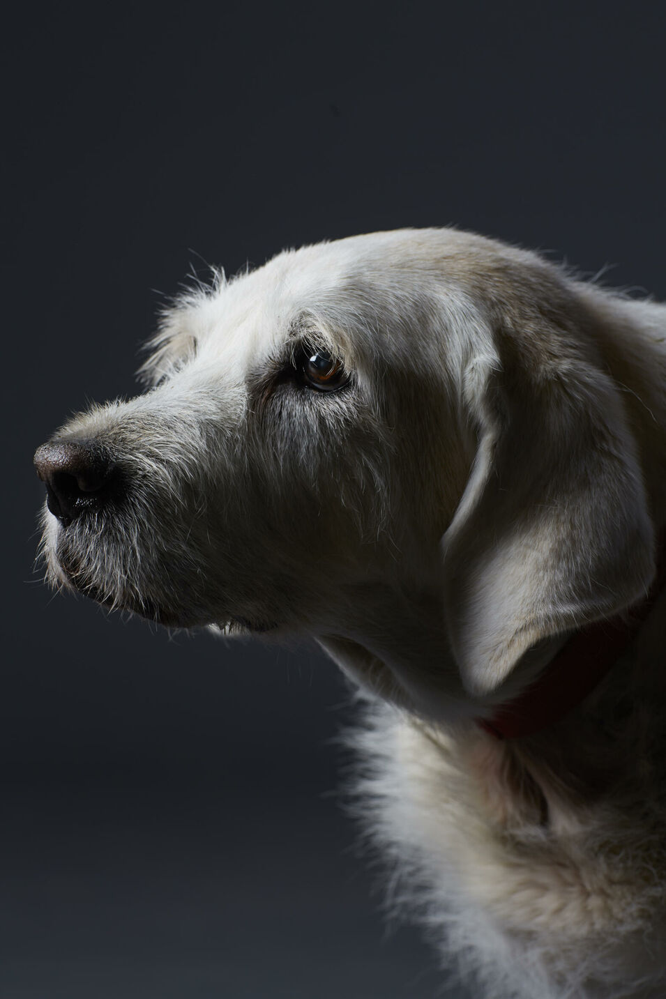 Hundedame Maja im Alter von 15 Jahren