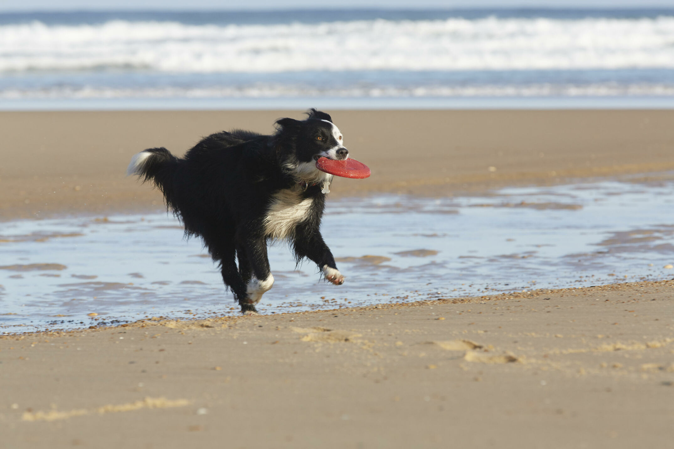 Hund mit Frisbee im Flug