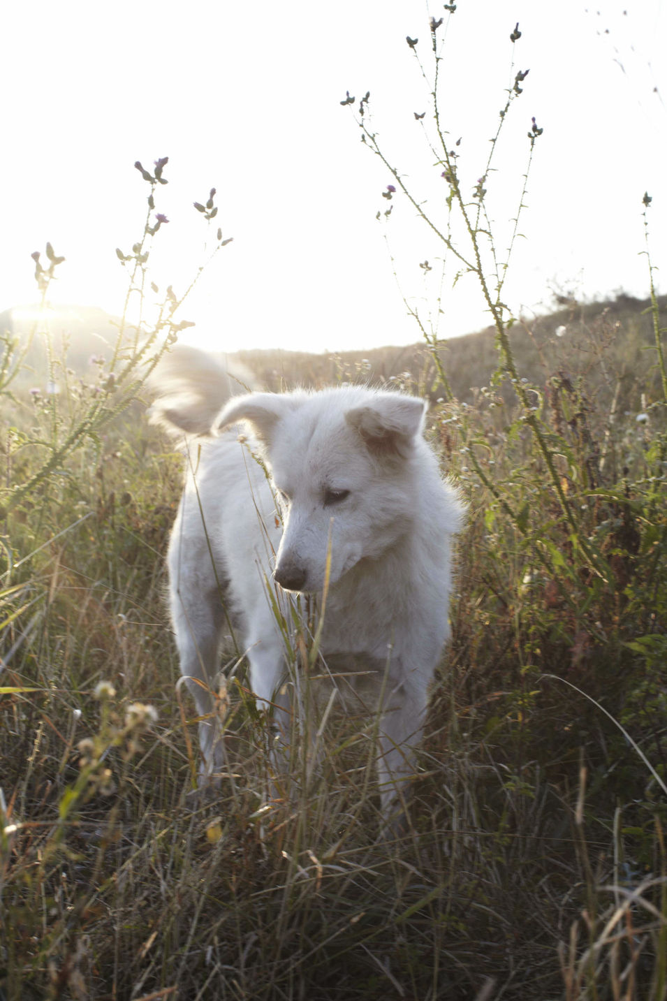 Eine Reise nach Transylvanien, wo man noch mit Pferdekutschen fahren kann und Trüffelhunde unterwegs sind. Für die Zeitschrift DOGS fotografiert.