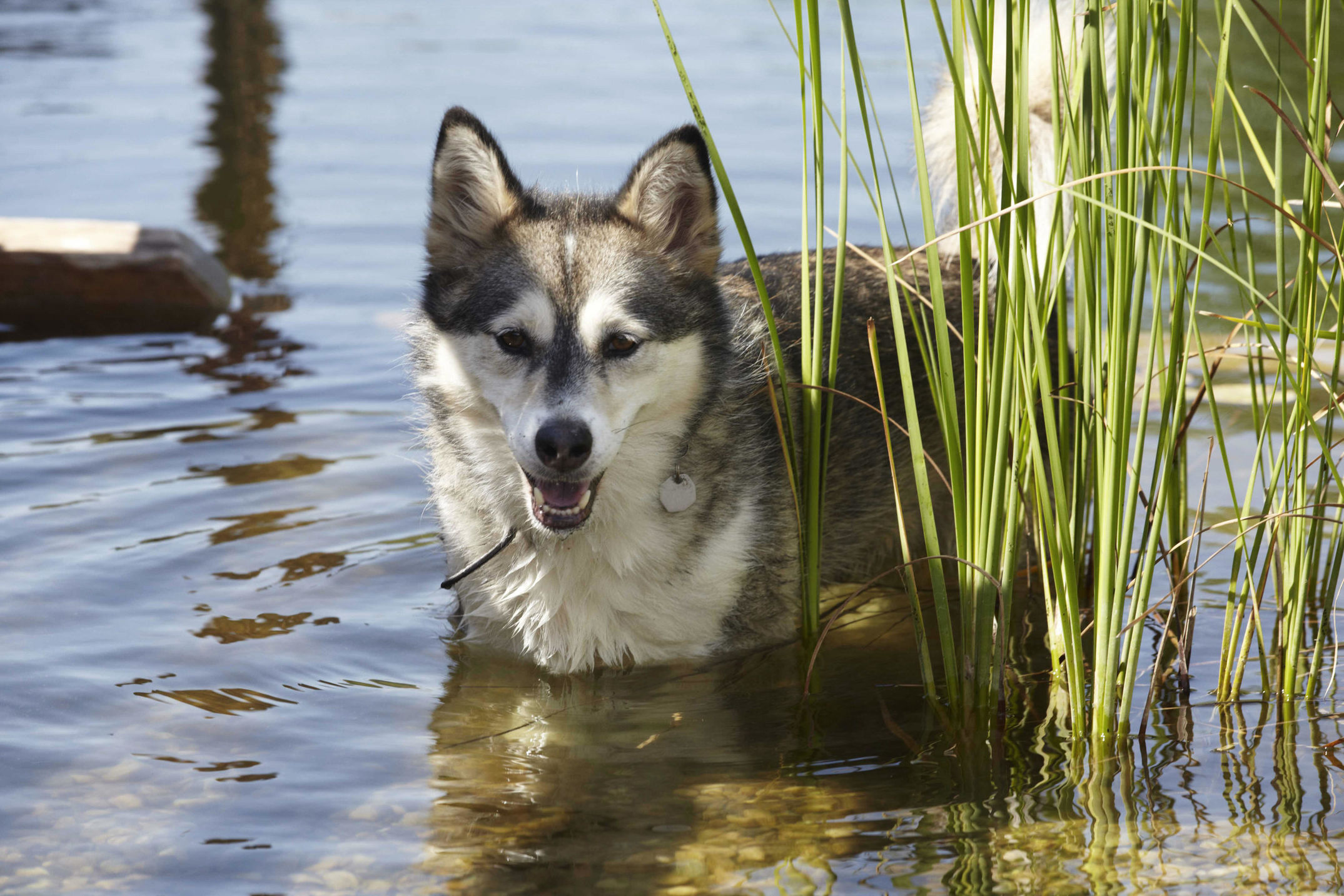 Eine Reise nach Transylvanien, wo man noch mit Pferdekutschen fahren kann und Trüffelhunde unterwegs sind. Für die Zeitschrift DOGS fotografiert.