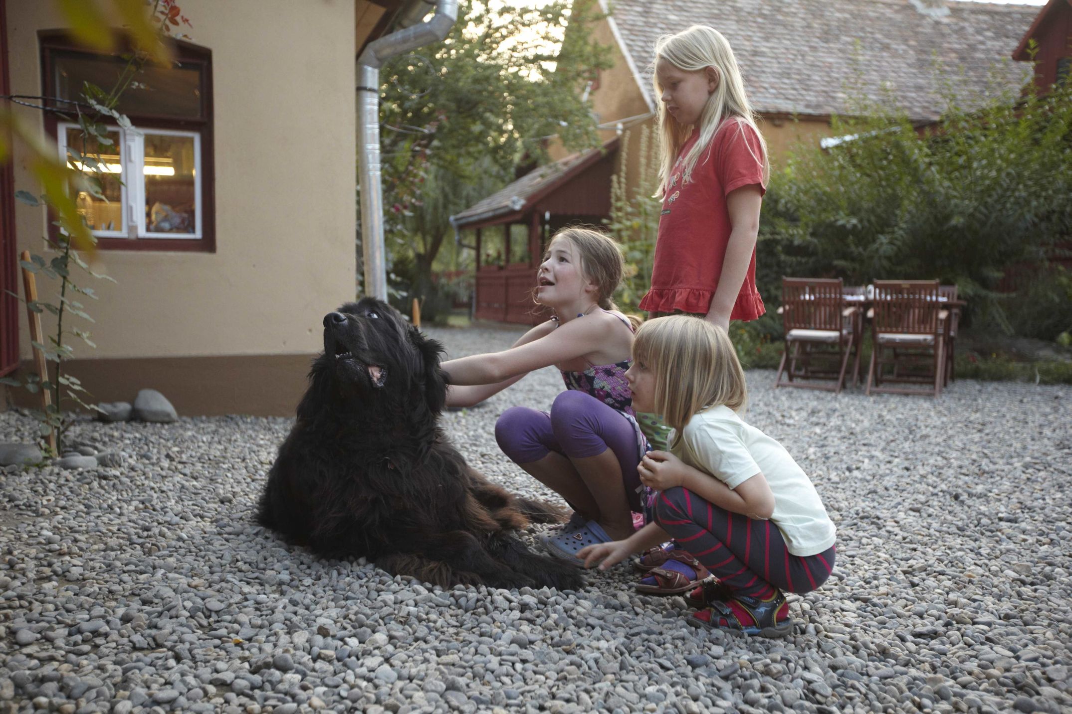 Eine Reise nach Transylvanien, wo man noch mit Pferdekutschen fahren kann und Trüffelhunde unterwegs sind. Für die Zeitschrift DOGS fotografiert.