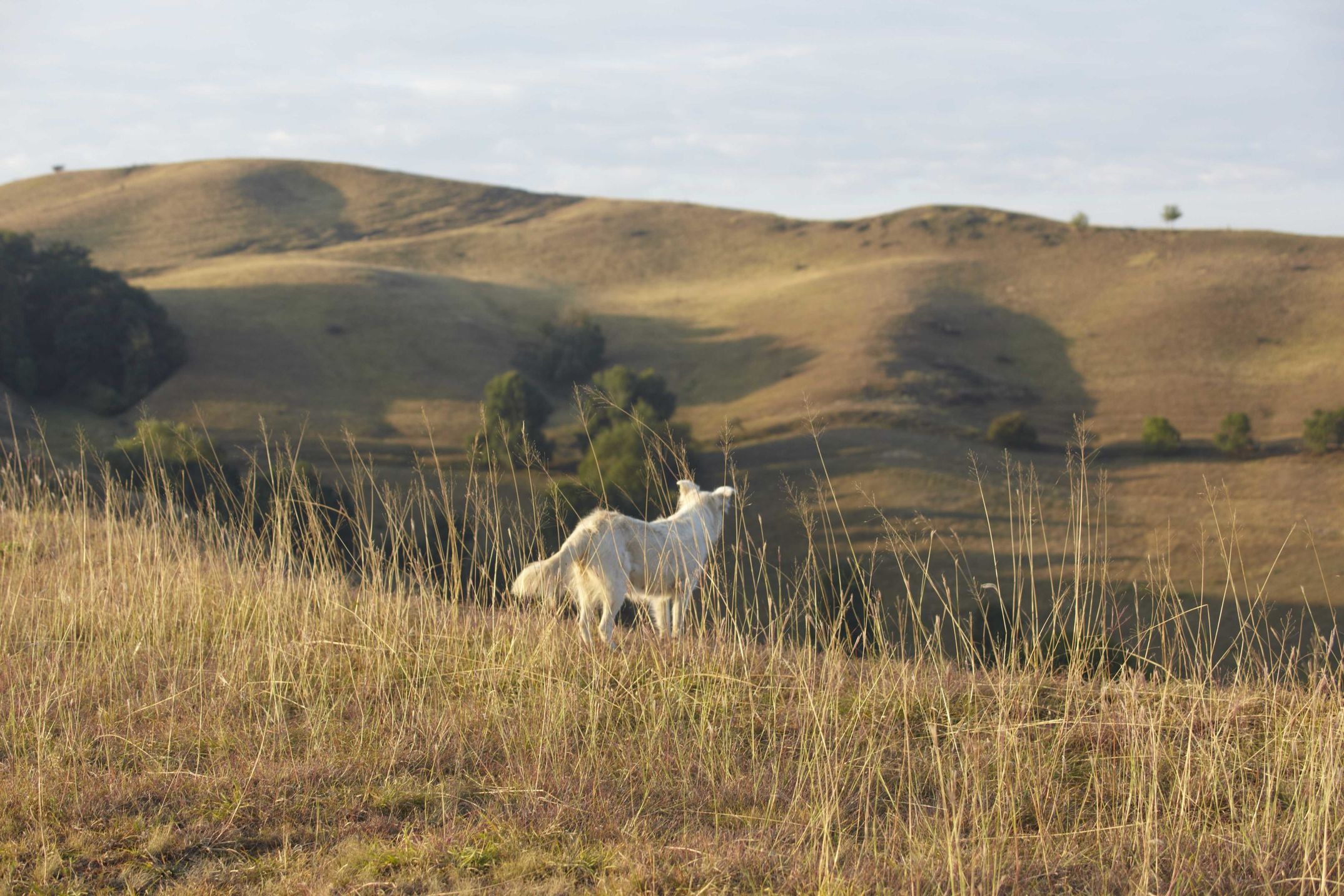 Eine Reise nach Transylvanien, wo man noch mit Pferdekutschen fahren kann und Trüffelhunde unterwegs sind. Für die Zeitschrift DOGS fotografiert.