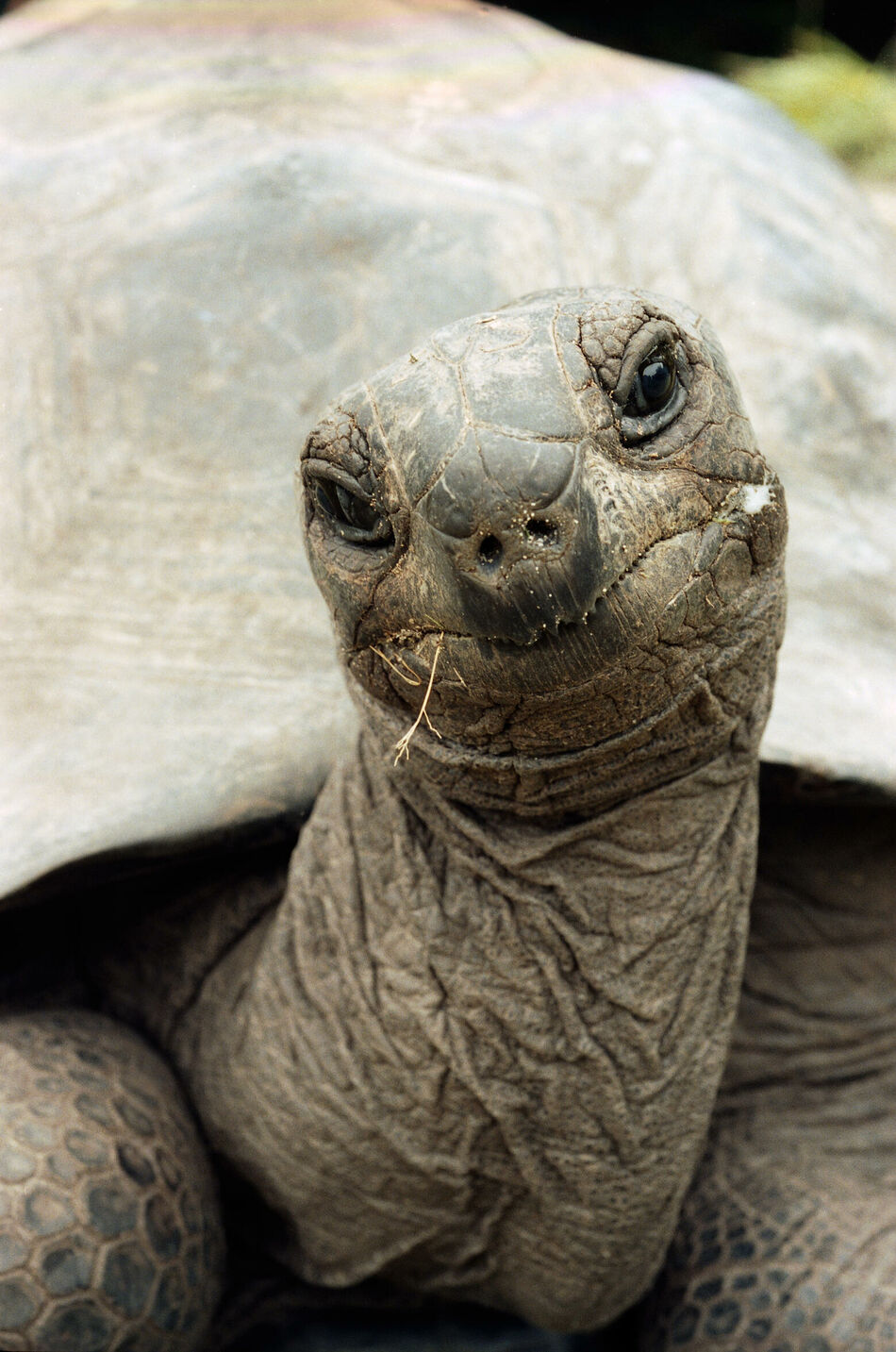 Reisegeschichte für Marie Claire auf die Seychellen und die Insel Praslin mit ihren Vögeln und Riesenschildkröten.