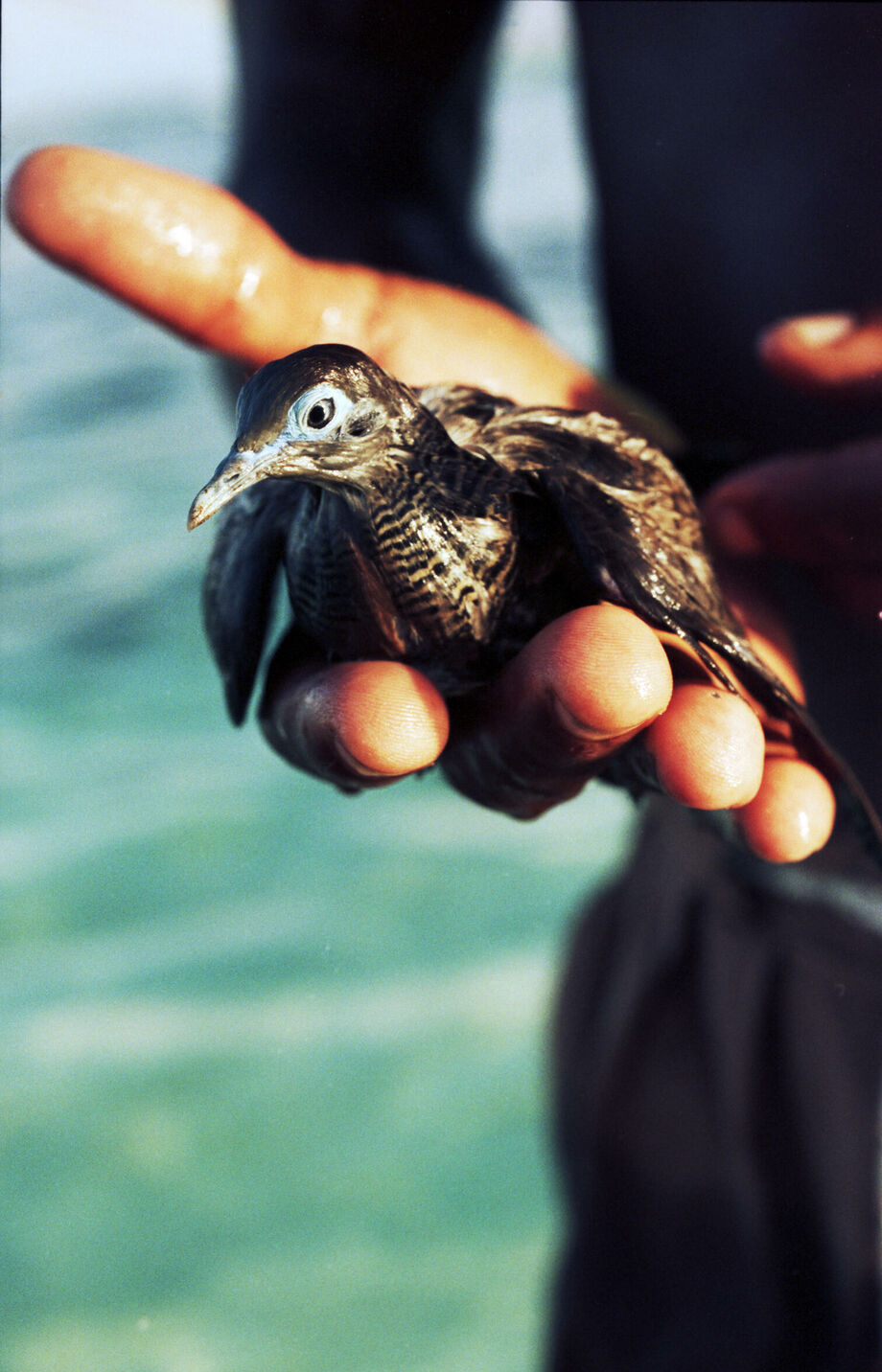 Reisegeschichte für Marie Claire auf die Seychellen und die Insel Praslin mit ihren Vögeln und Riesenschildkröten.