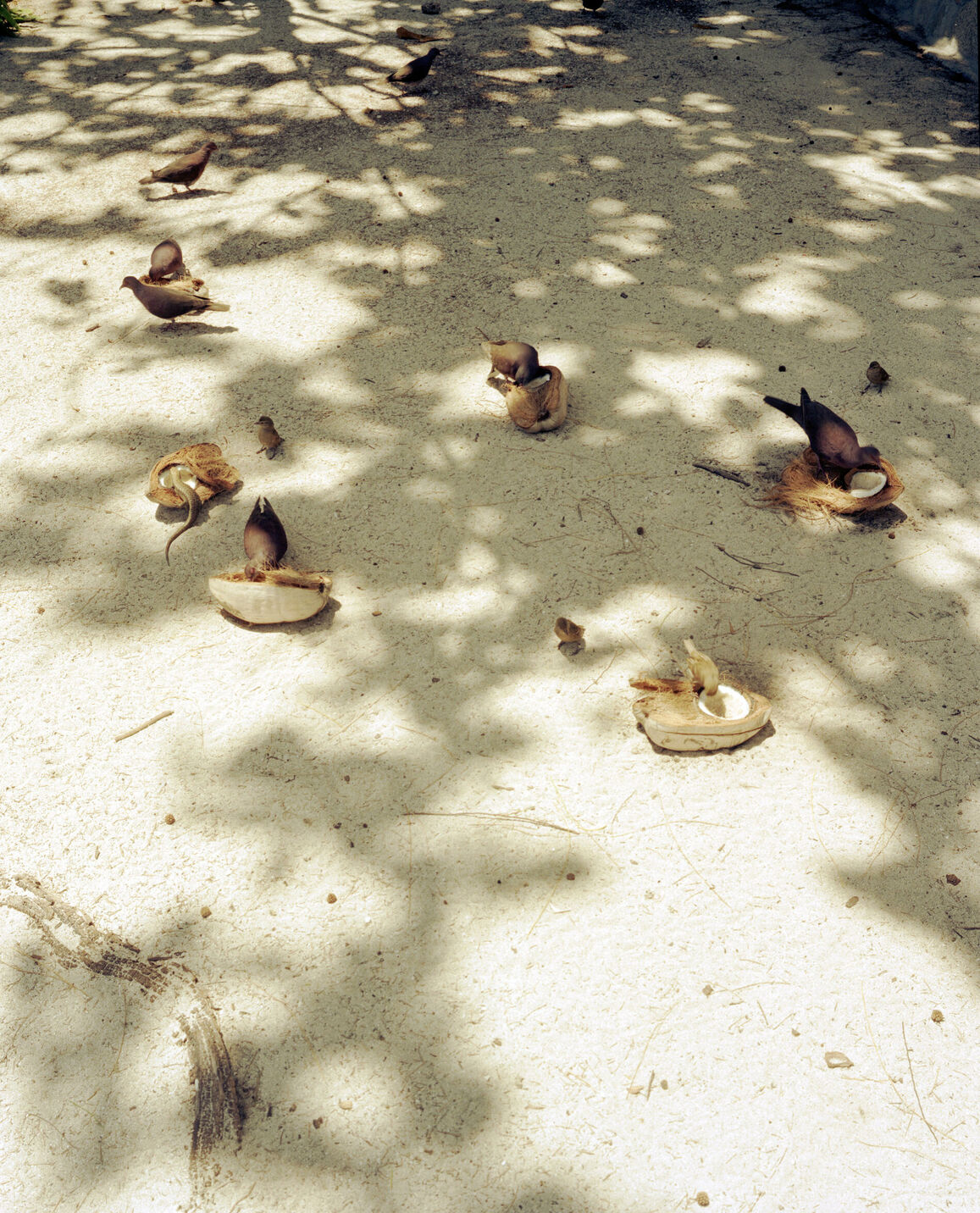 Reisegeschichte für Marie Claire auf die Seychellen und die Insel Praslin mit ihren Vögeln und Riesenschildkröten.