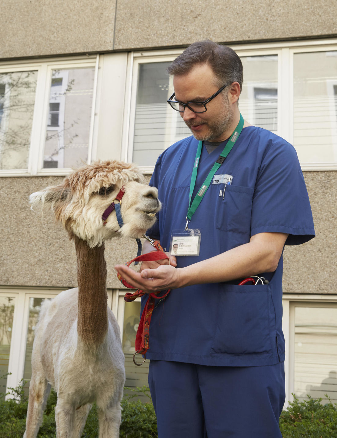 Oberarzt Dr. Bidlingmaier lernt das Alpaka Nacho kennen