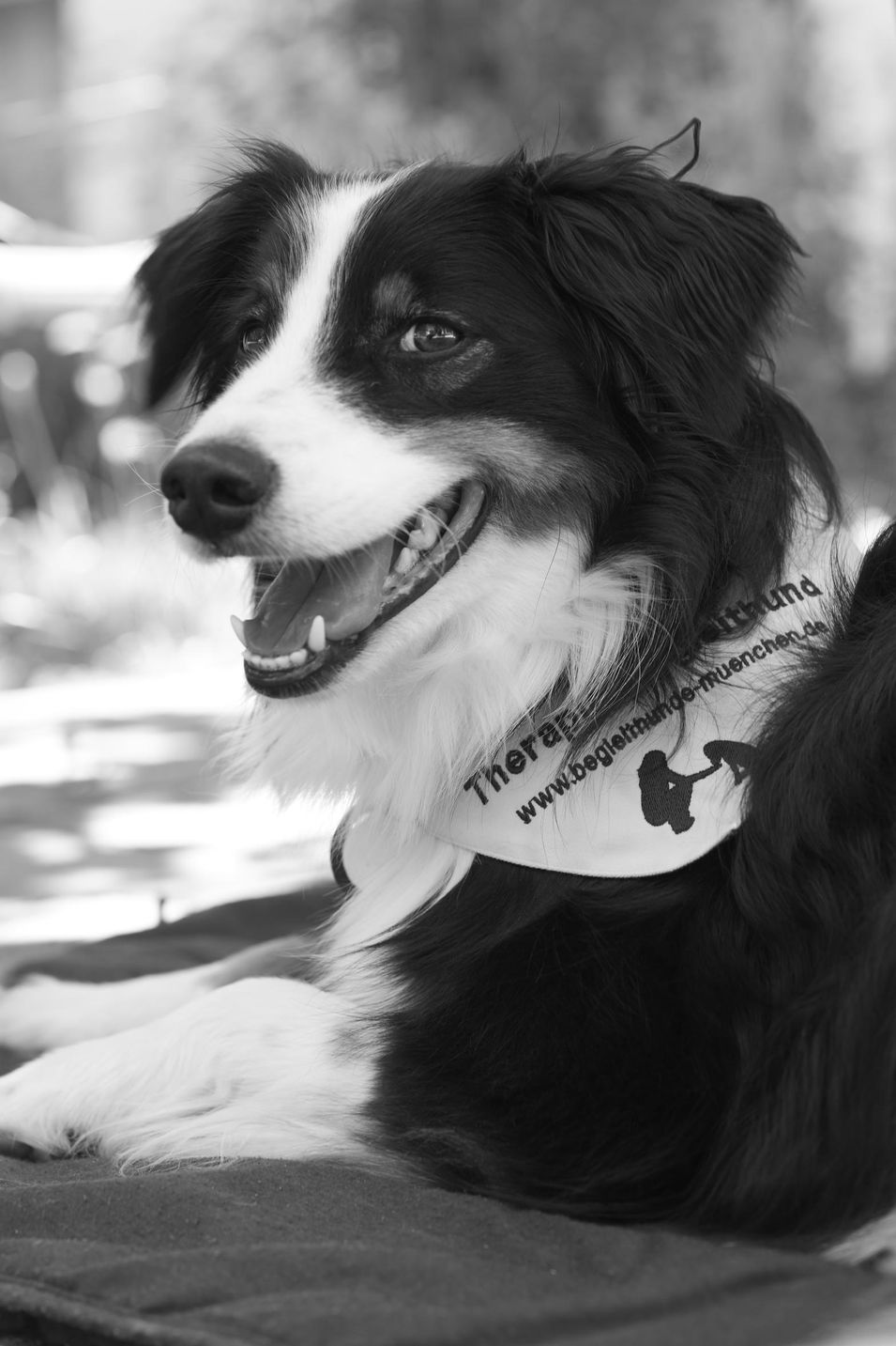 Therapiehund Emil bei der Arbeit in einem Pflegeheim in München, fotografiert für BISS, Bürger in sozialen Schwierigkeiten.