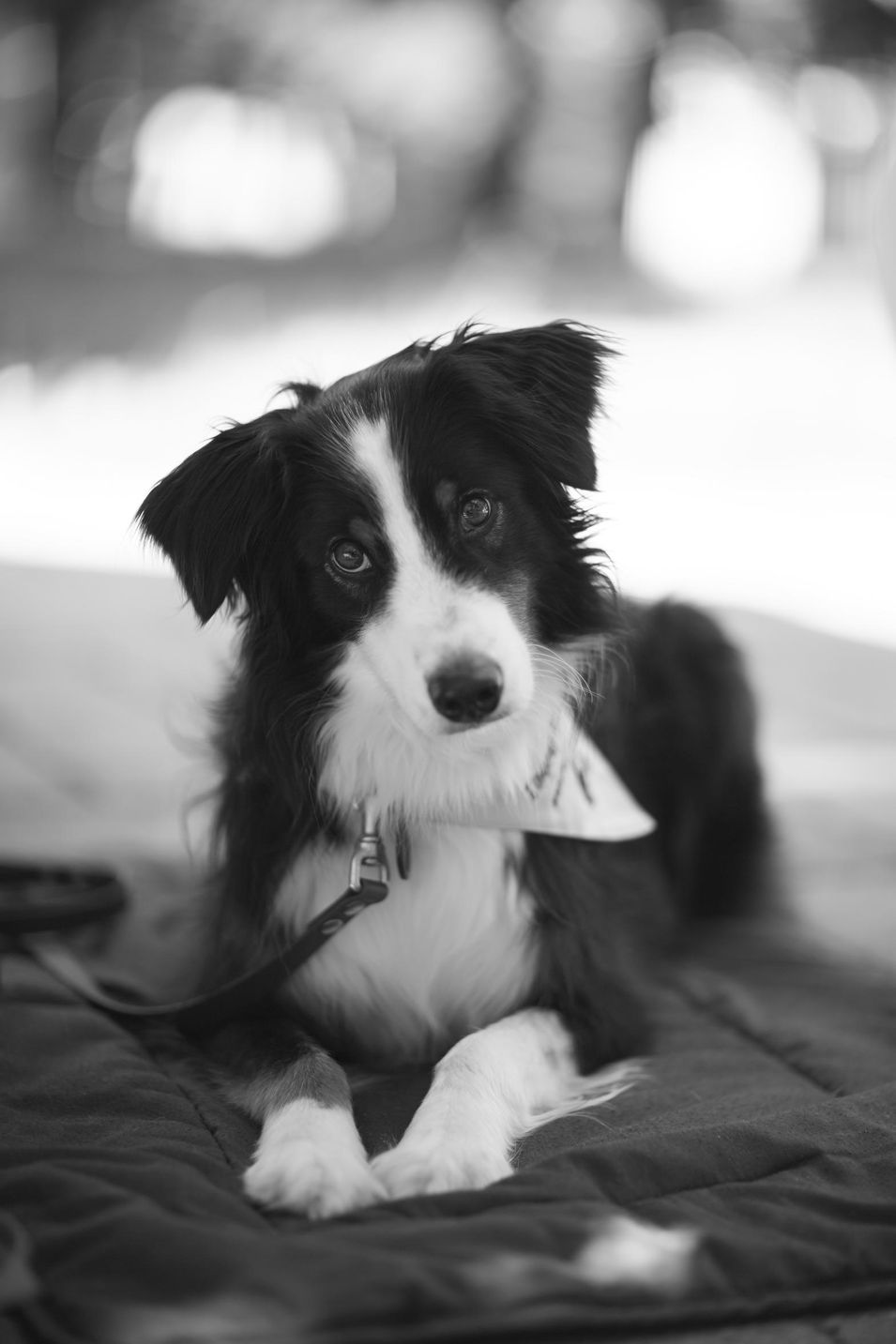 Therapiehund Emil bei der Arbeit in einem Pflegeheim in München, fotografiert für BISS, Bürger in sozialen Schwierigkeiten.