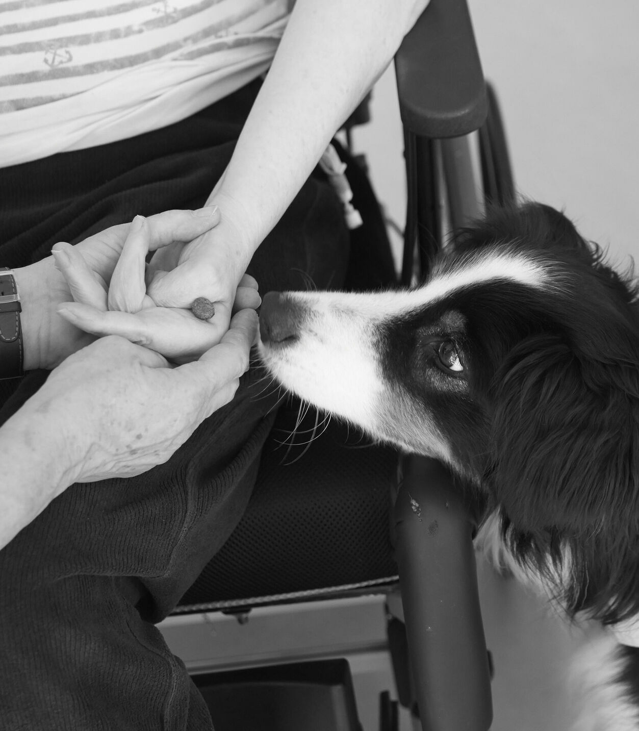 Therapiehund Emil bei der Arbeit in einem Pflegeheim in München, fotografiert für BISS, Bürger in sozialen Schwierigkeiten.